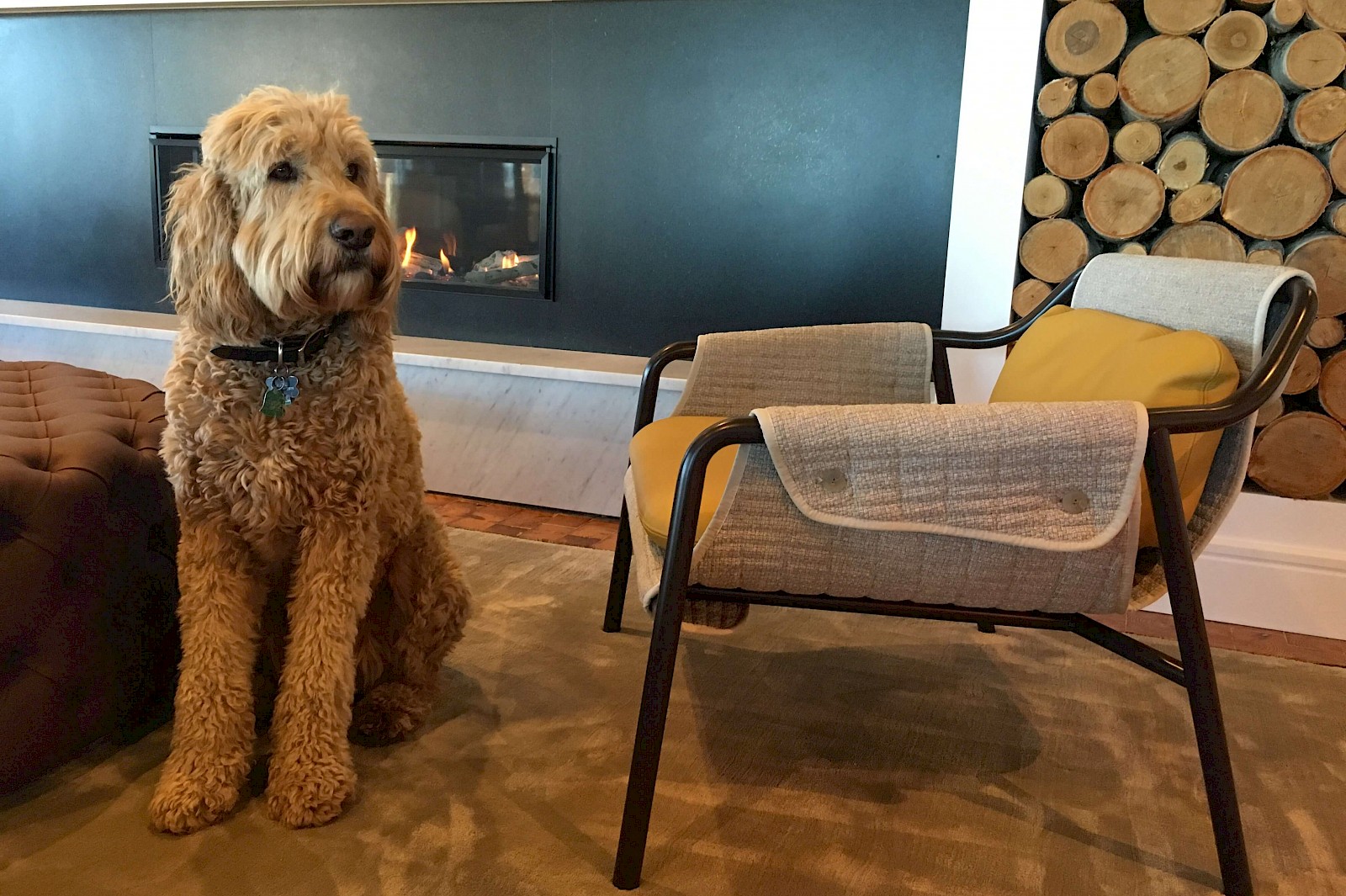 dog in front of fireplace