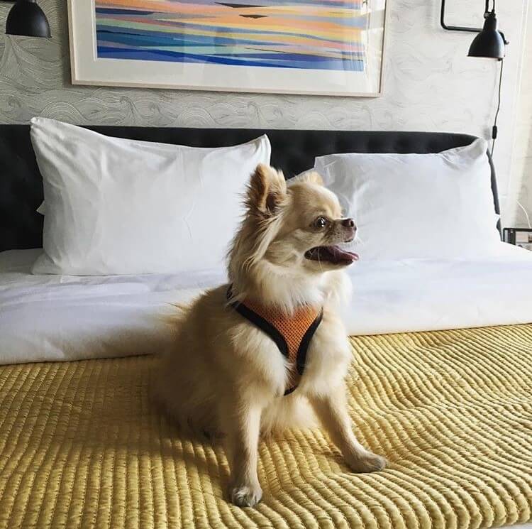 small dog resting on bed