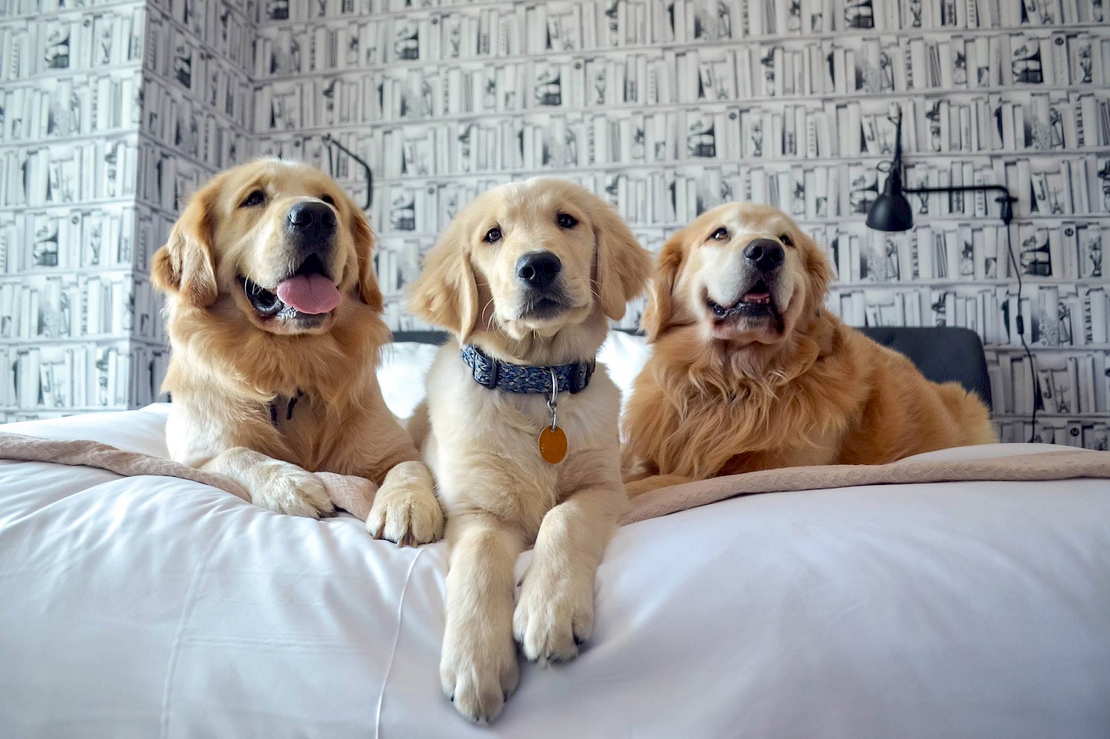 golden retrievers on a bed